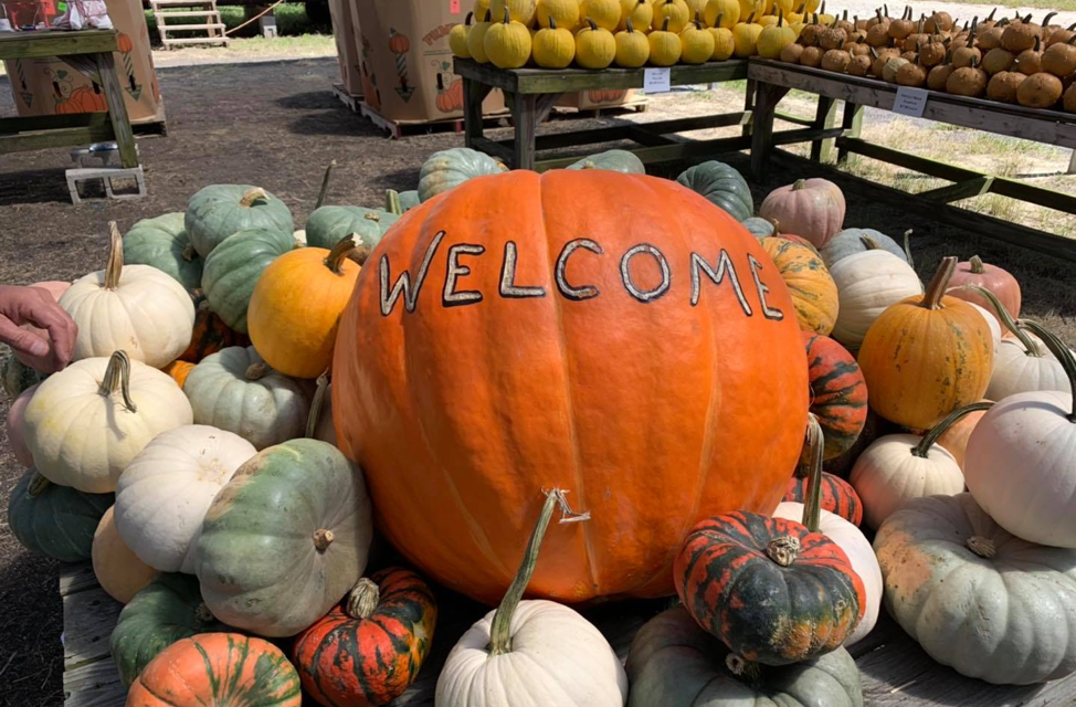 Local Pumpkin Patches and Fall Festivals